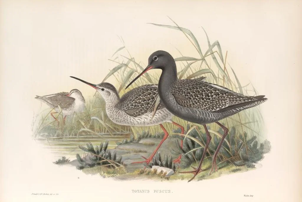 An illustration from The birds of Great Britain, 1862, leaf 258