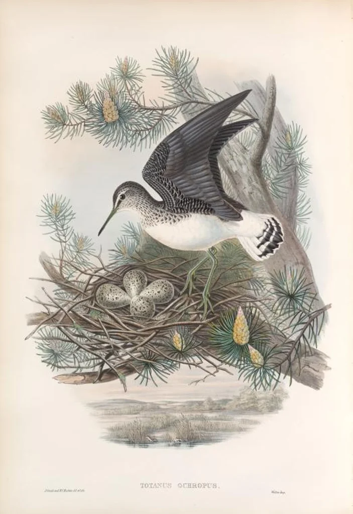 An illustration from The birds of Great Britain, 1862, leaf 259