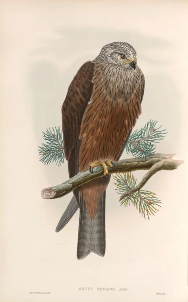 An illustration from The birds of Great Britain, 1862, leaf 26