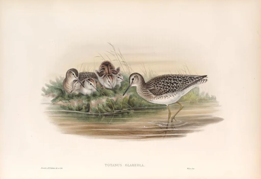 An illustration from The birds of Great Britain, 1862, leaf 260
