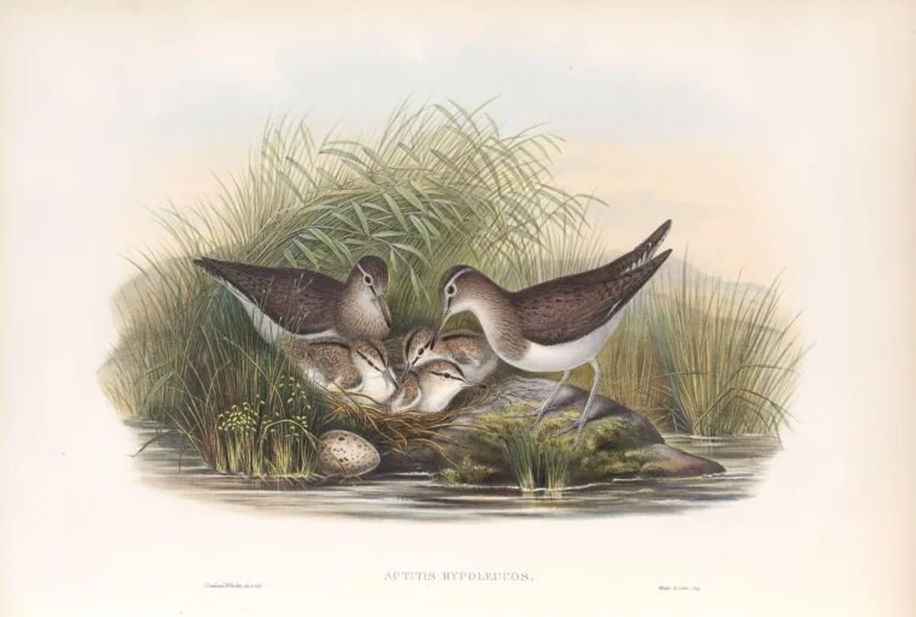 An illustration from The birds of Great Britain, 1862, leaf 261