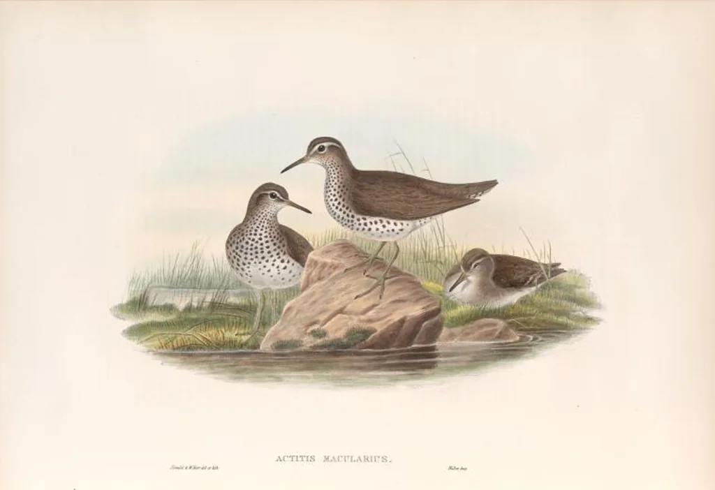 An illustration from The birds of Great Britain, 1862, leaf 262