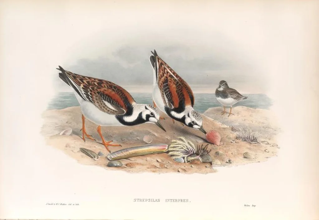 An illustration from The birds of Great Britain, 1862, leaf 263