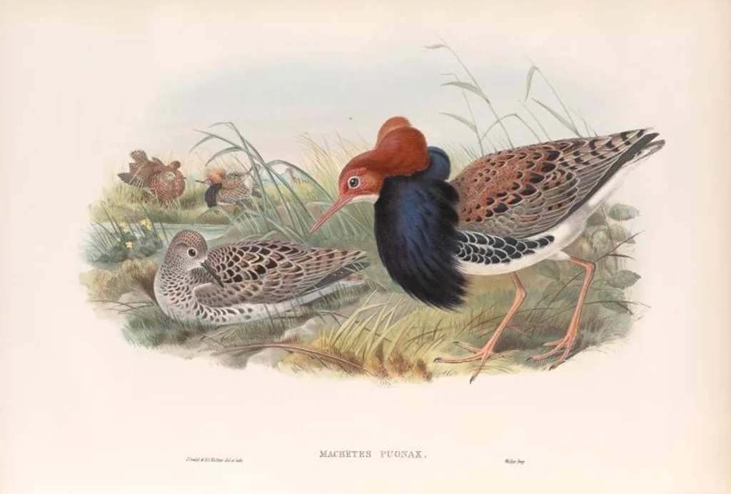 An illustration from The birds of Great Britain, 1862, leaf 264