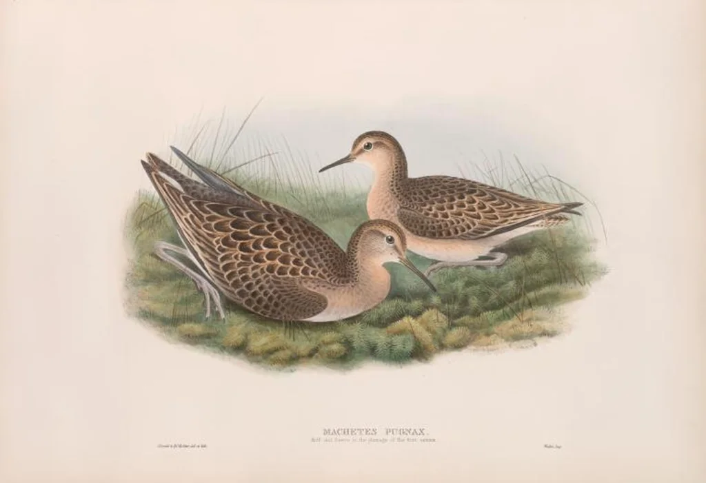 An illustration from The birds of Great Britain, 1862, leaf 265