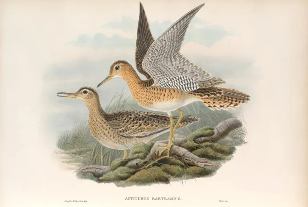 An illustration from The birds of Great Britain, 1862, leaf 266
