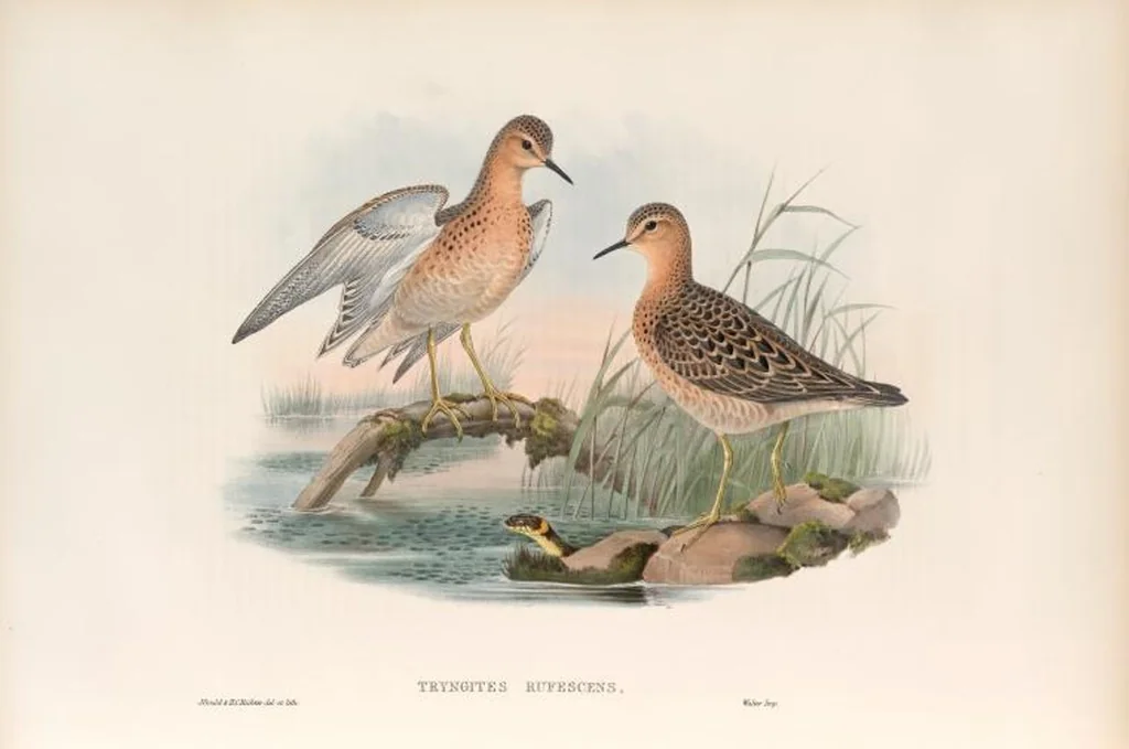 An illustration from The birds of Great Britain, 1862, leaf 267