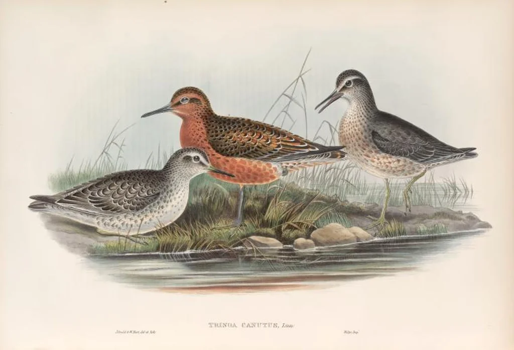 An illustration from The birds of Great Britain, 1862, leaf 268
