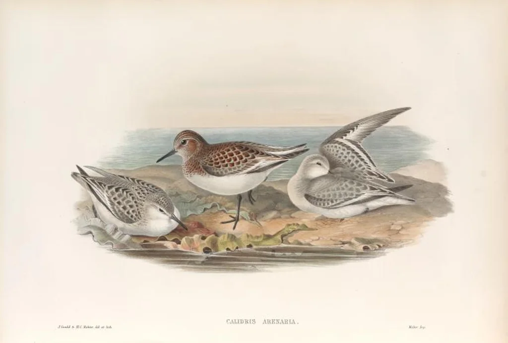An illustration from The birds of Great Britain, 1862, leaf 269