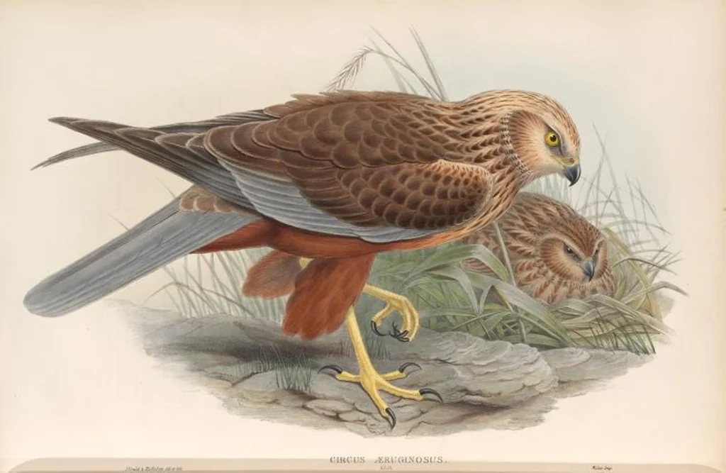 An illustration from The birds of Great Britain, 1862, leaf 27