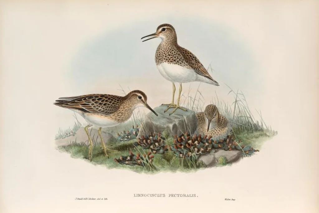 An illustration from The birds of Great Britain, 1862, leaf 270