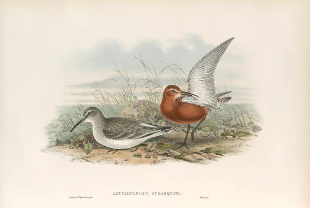 An illustration from The birds of Great Britain, 1862, leaf 271