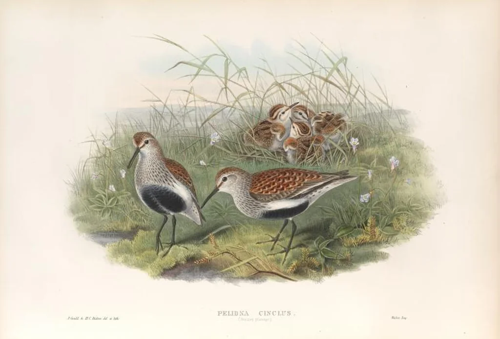 An illustration from The birds of Great Britain, 1862, leaf 272