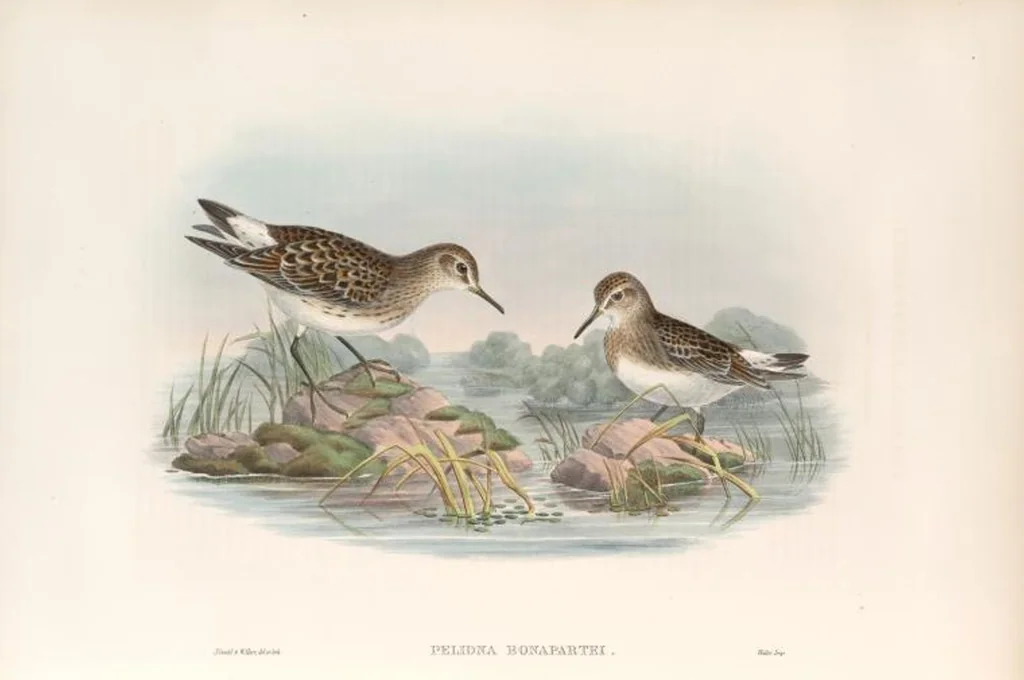 An illustration from The birds of Great Britain, 1862, leaf 274