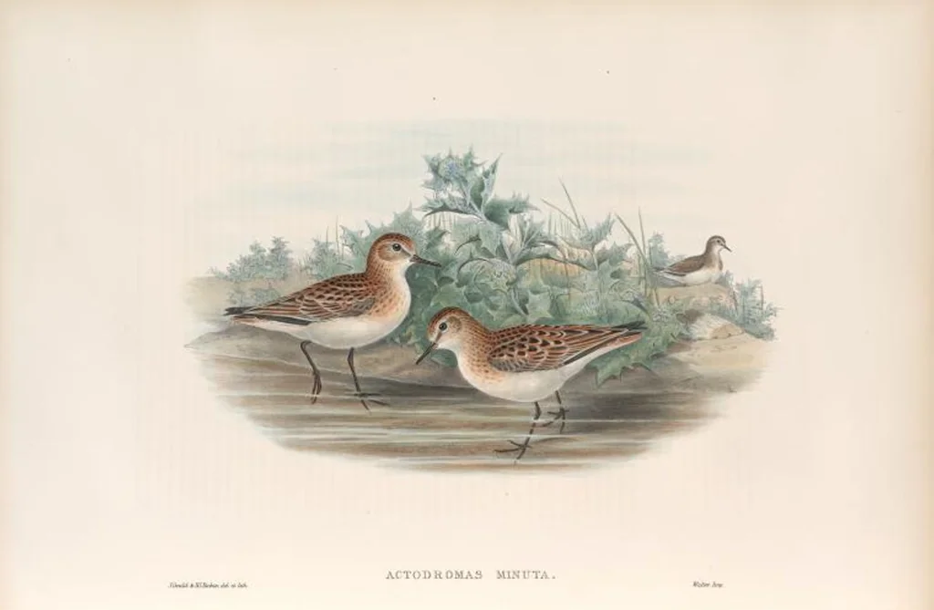 An illustration from The birds of Great Britain, 1862, leaf 275