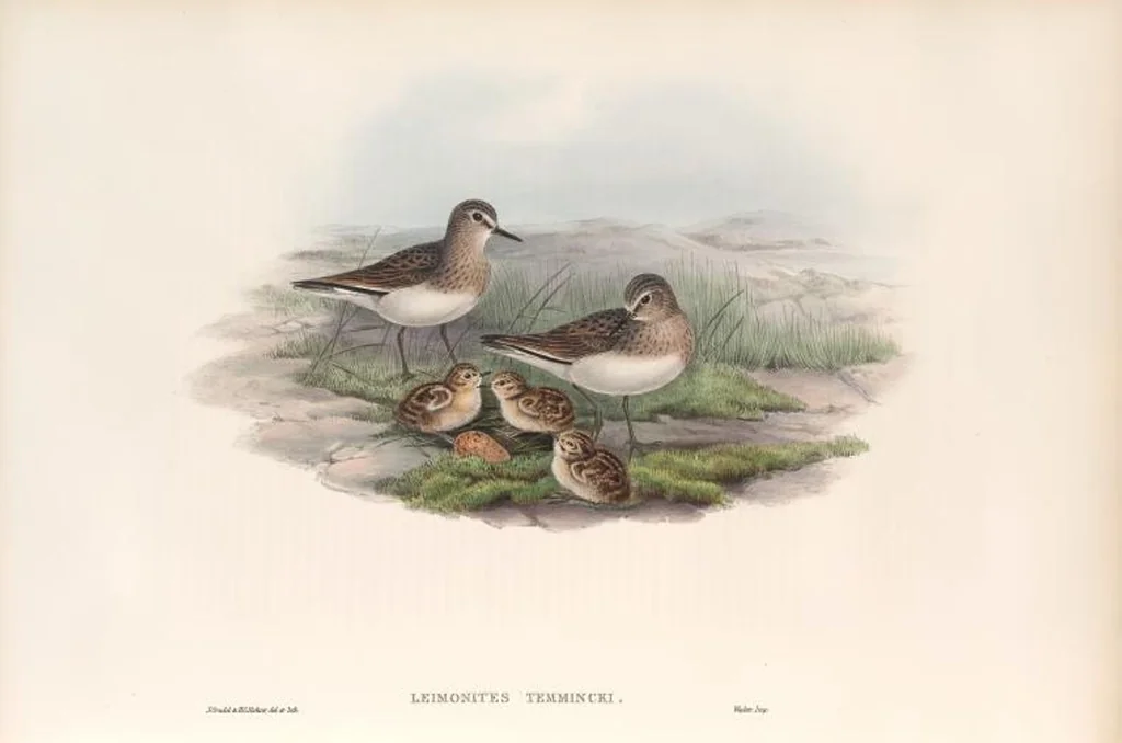An illustration from The birds of Great Britain, 1862, leaf 276