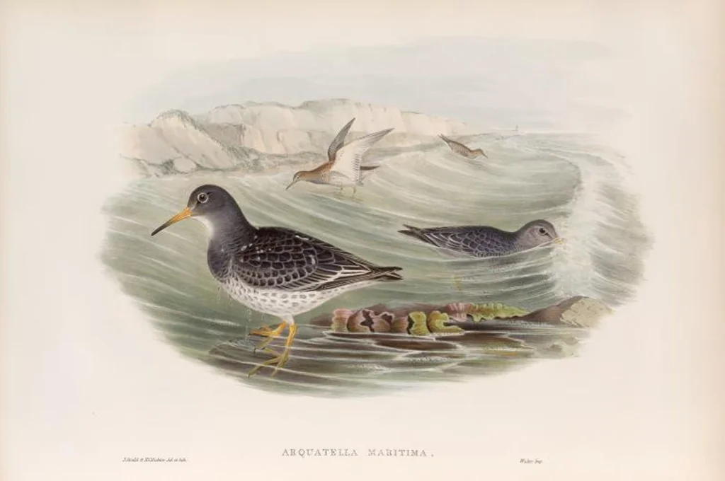 An illustration from The birds of Great Britain, 1862, leaf 277