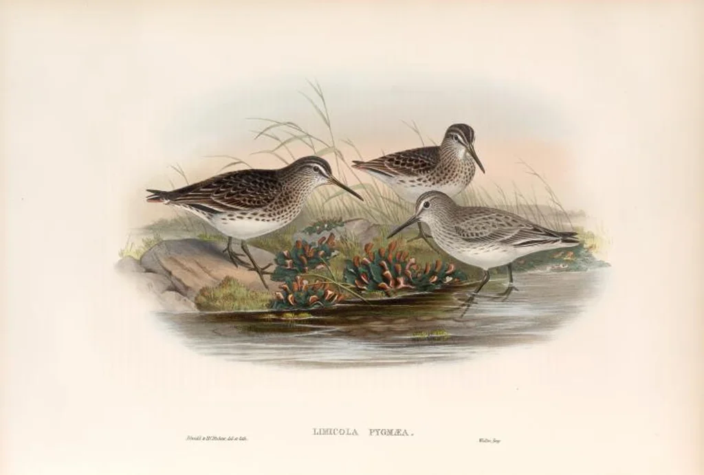 An illustration from The birds of Great Britain, 1862, leaf 278
