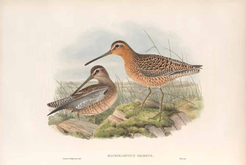 An illustration from The birds of Great Britain, 1862, leaf 279