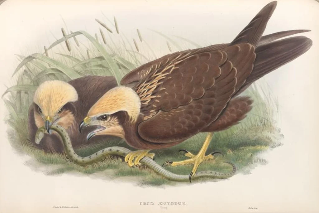 An illustration from The birds of Great Britain, 1862, leaf 28