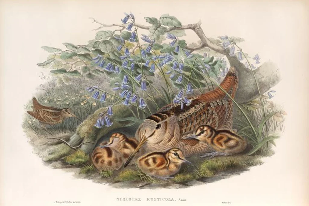 An illustration from The birds of Great Britain, 1862, leaf 280