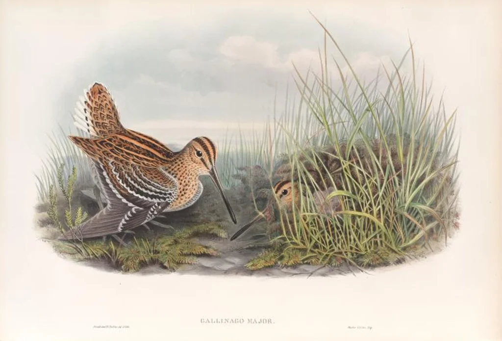 An illustration from The birds of Great Britain, 1862, leaf 281