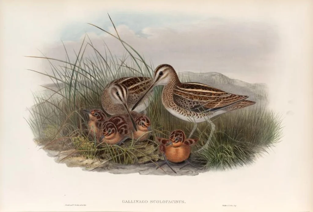 An illustration from The birds of Great Britain, 1862, leaf 282