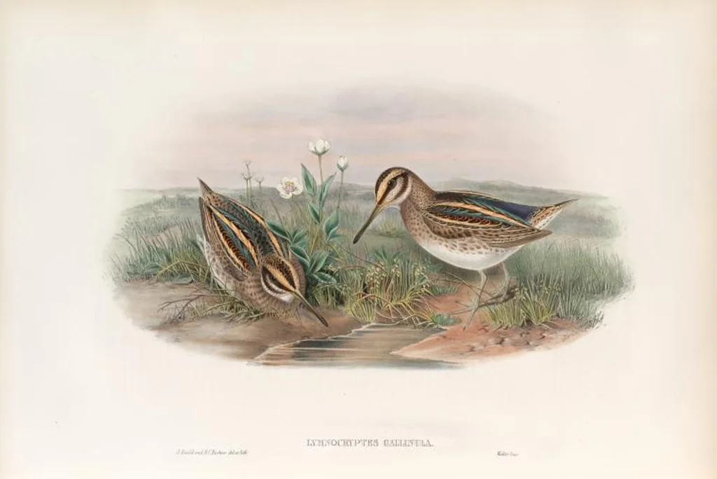 An illustration from The birds of Great Britain, 1862, leaf 283