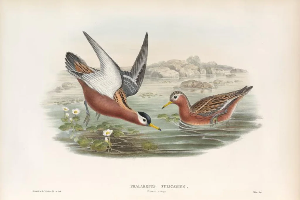 An illustration from The birds of Great Britain, 1862, leaf 284