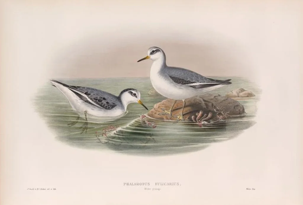 An illustration from The birds of Great Britain, 1862, leaf 285