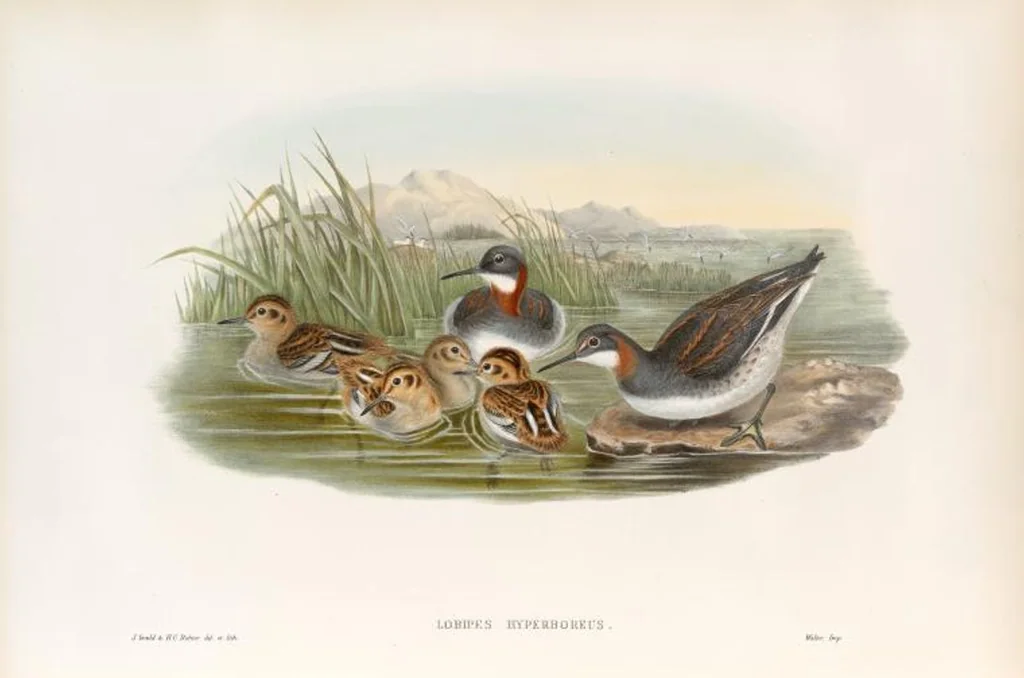 An illustration from The birds of Great Britain, 1862, leaf 286