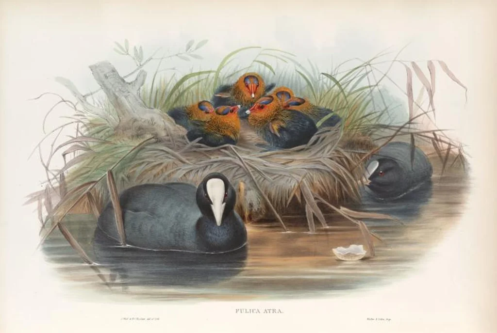 An illustration from The birds of Great Britain, 1862, leaf 287