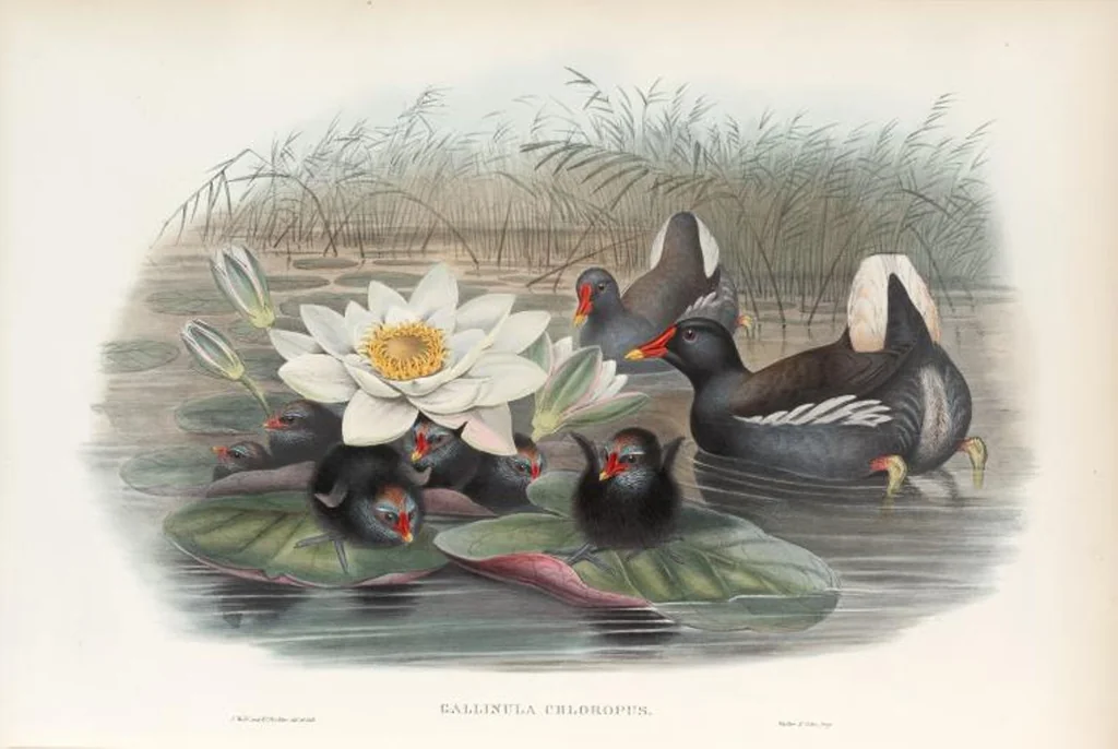An illustration from The birds of Great Britain, 1862, leaf 288