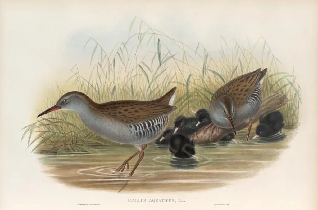 An illustration from The birds of Great Britain, 1862, leaf 289