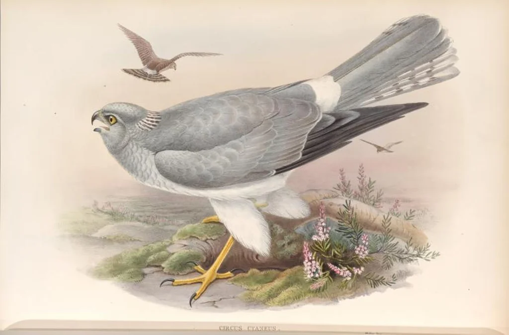 An illustration from The birds of Great Britain, 1862, leaf 29