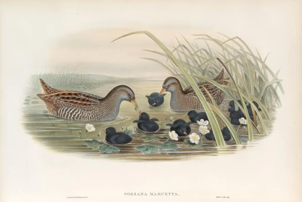 An illustration from The birds of Great Britain, 1862, leaf 291