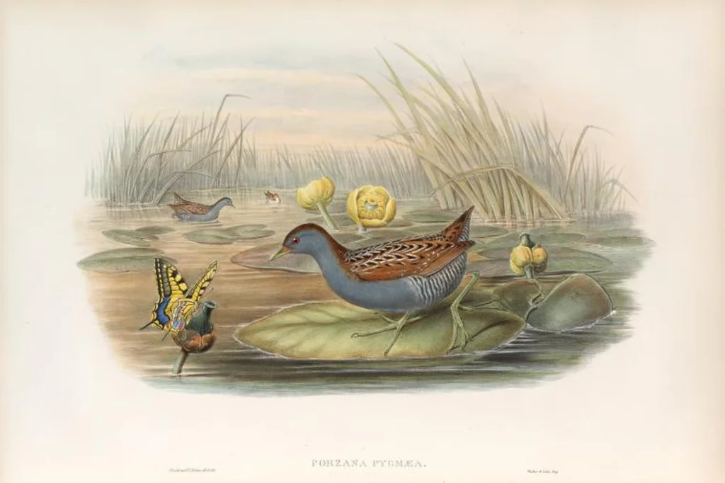 An illustration from The birds of Great Britain, 1862, leaf 292
