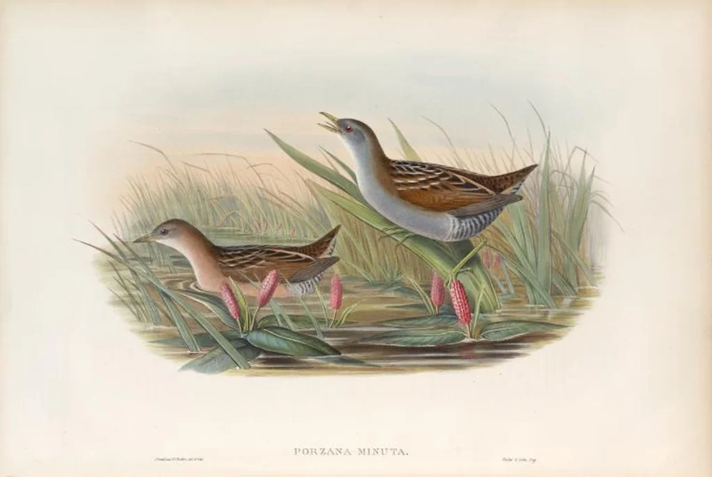 An illustration from The birds of Great Britain, 1862, leaf 293