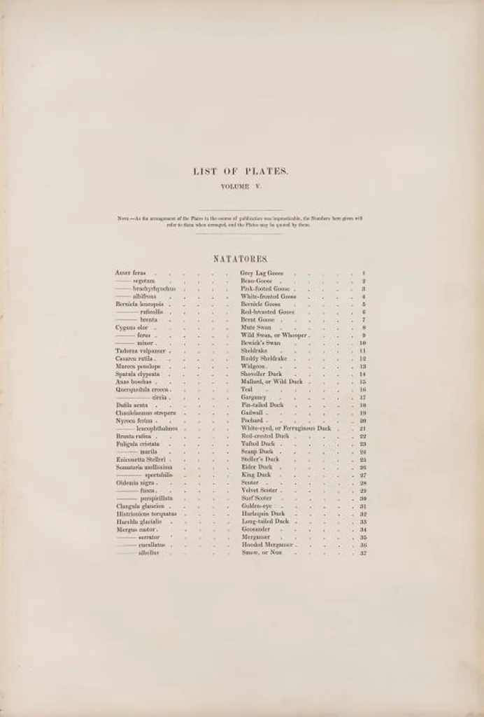 An illustration from The birds of Great Britain, 1862, leaf 295