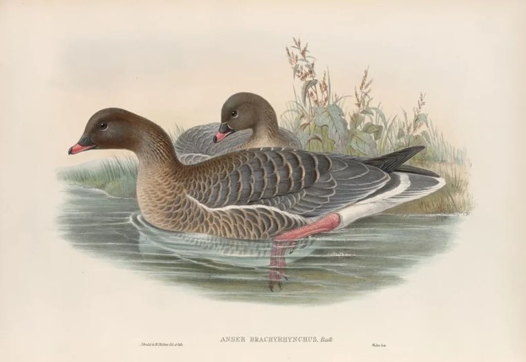 An illustration from The birds of Great Britain, 1862, leaf 299