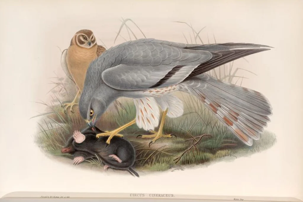 An illustration from The birds of Great Britain, 1862, leaf 30