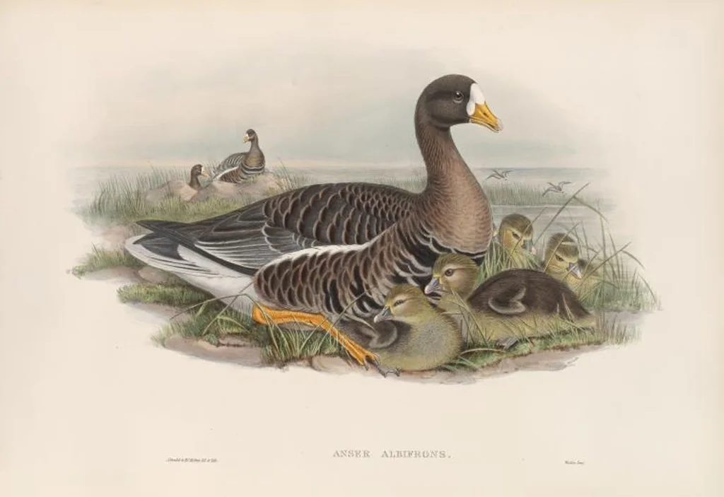 An illustration from The birds of Great Britain, 1862, leaf 300