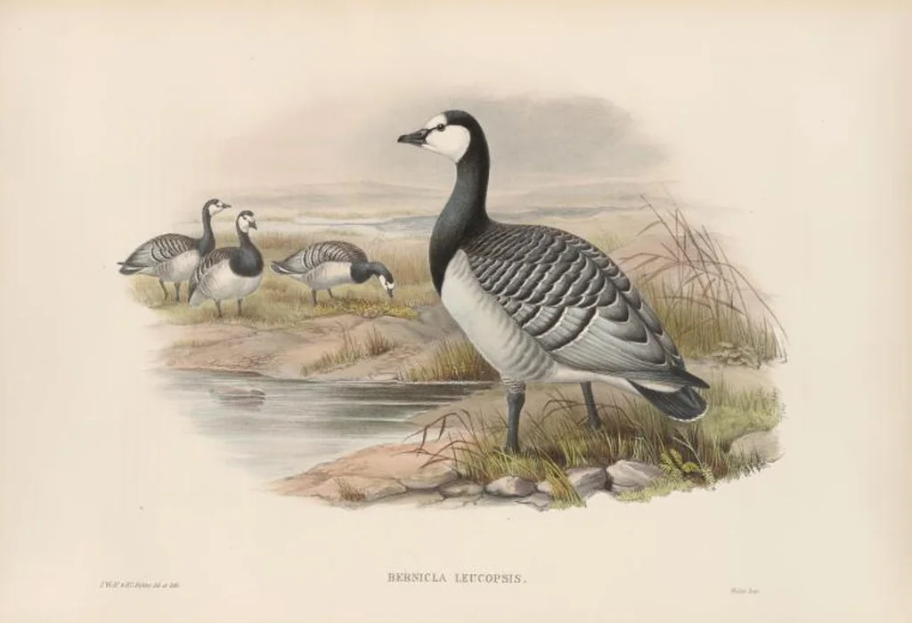 An illustration from The birds of Great Britain, 1862, leaf 301