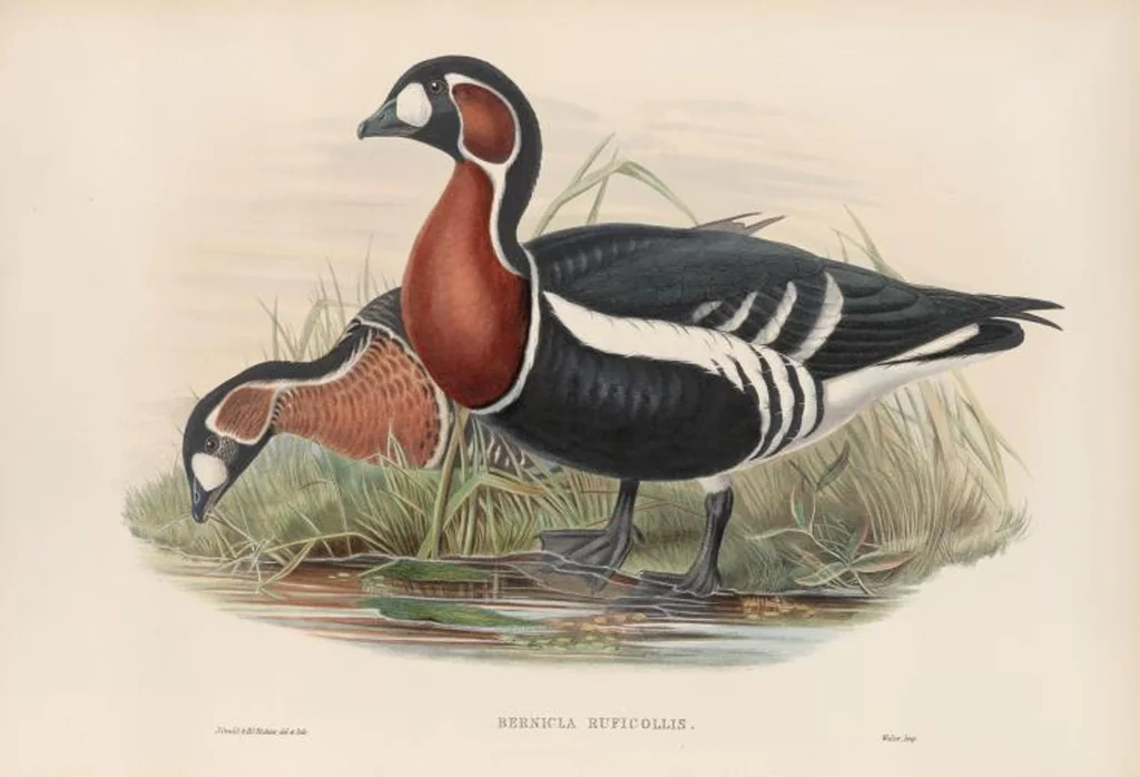 An illustration from The birds of Great Britain, 1862, leaf 302