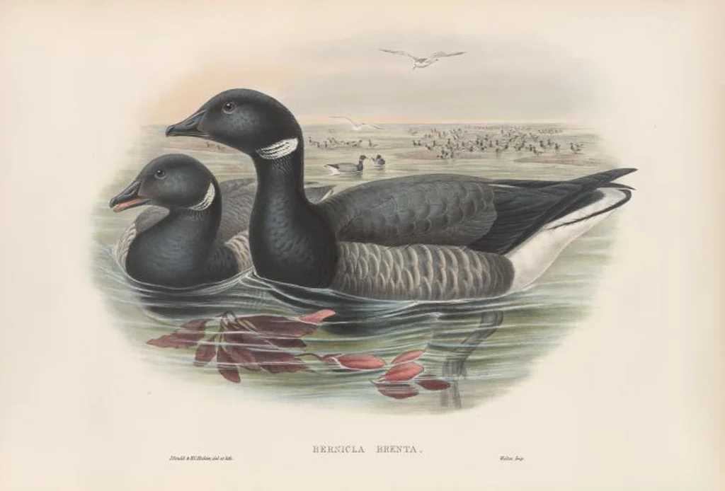 An illustration from The birds of Great Britain, 1862, leaf 303