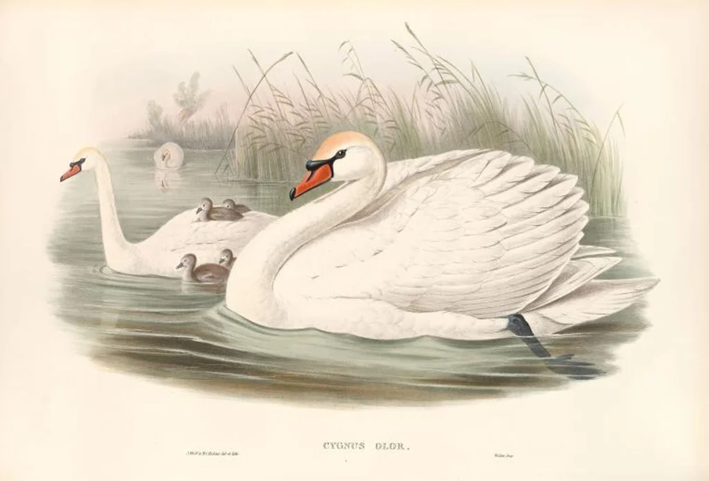 An illustration from The birds of Great Britain, 1862, leaf 304