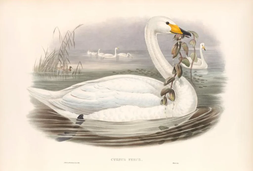 An illustration from The birds of Great Britain, 1862, leaf 305