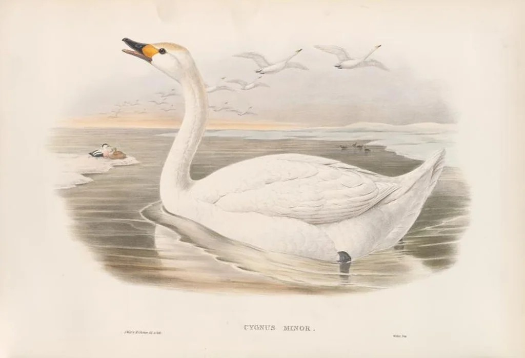 An illustration from The birds of Great Britain, 1862, leaf 306