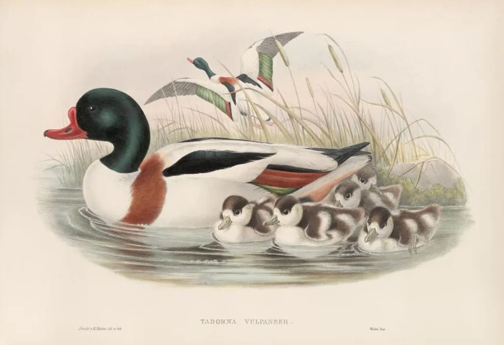 An illustration from The birds of Great Britain, 1862, leaf 307
