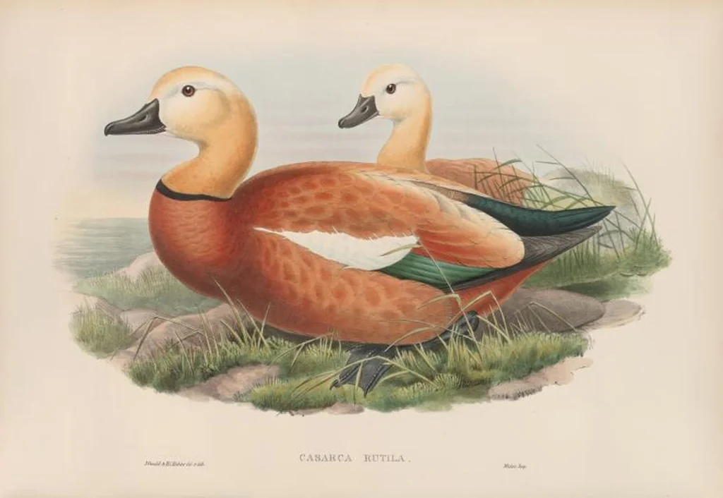 An illustration from The birds of Great Britain, 1862, leaf 308